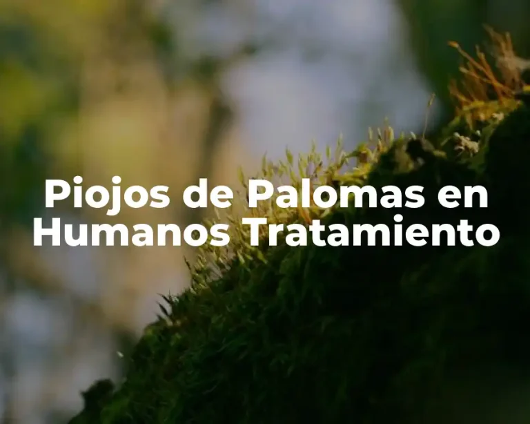 Piojos de Palomas en Humanos Tratamiento