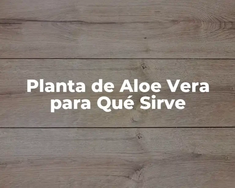 Planta de Aloe Vera para Qué Sirve