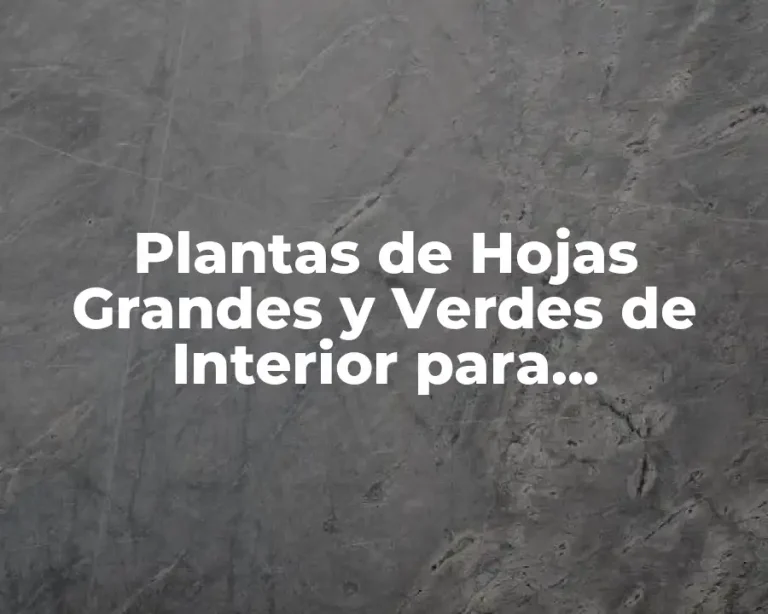 Plantas de Hojas Grandes y Verdes de Interior para Embellecer tu Hogar