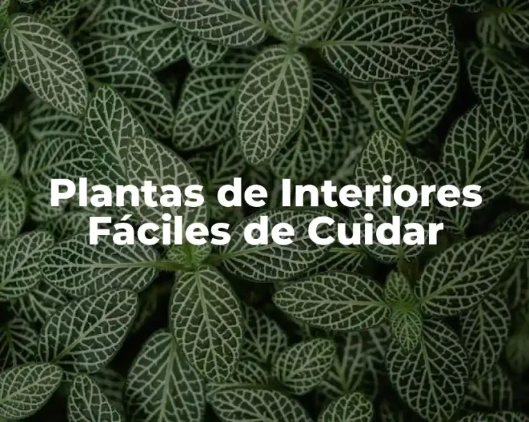 Plantas de Interiores Fáciles de Cuidar