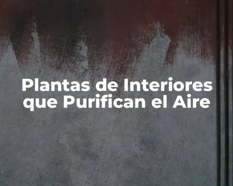 Plantas de Interiores que Purifican el Aire