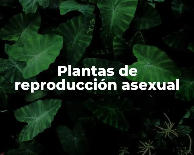 Plantas de reproducción asexual