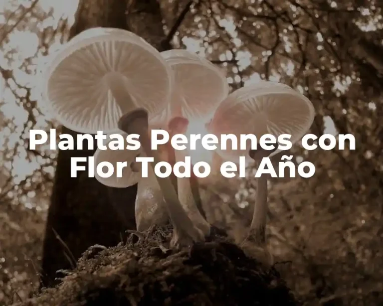 Plantas Perennes con Flor Todo el Año
