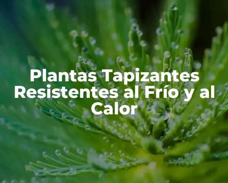 Plantas Tapizantes Resistentes al Frío y al Calor