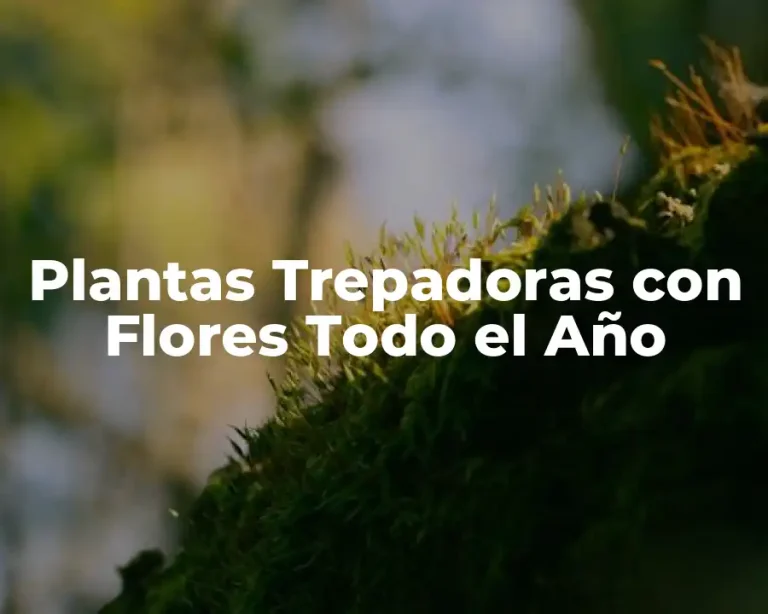 Plantas Trepadoras con Flores Todo el Año