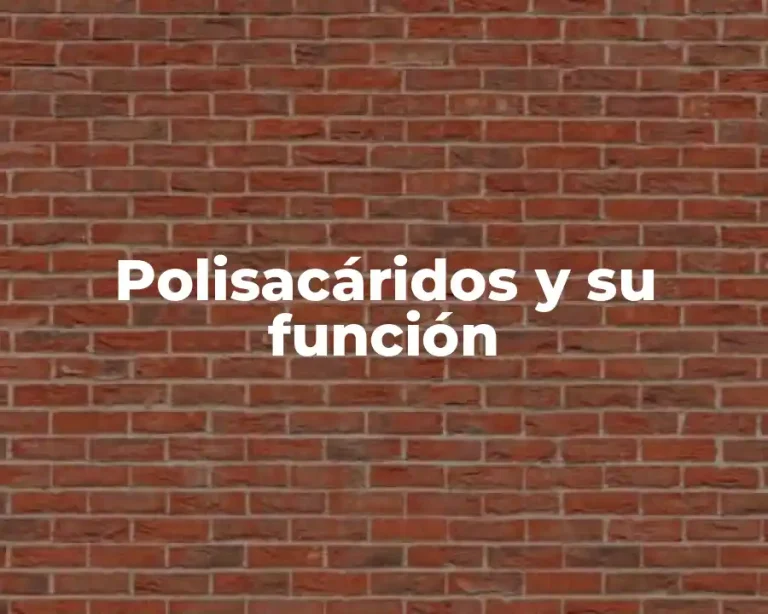 Polisacáridos y su función