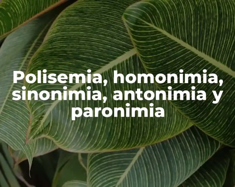 Polisemia, homonimia, sinonimia, antonimia y paronimia