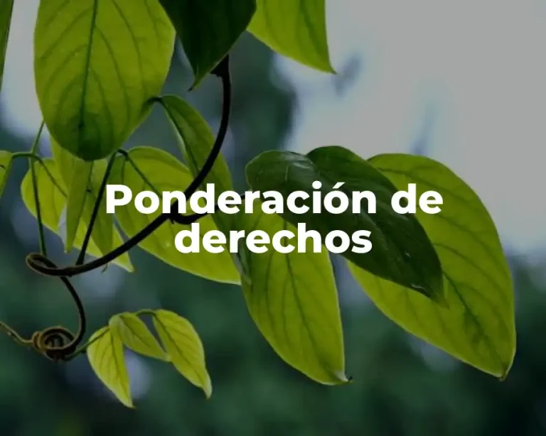Ponderación de derechos