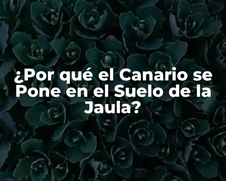 ¿Por qué el Canario se Pone en el Suelo de la Jaula?