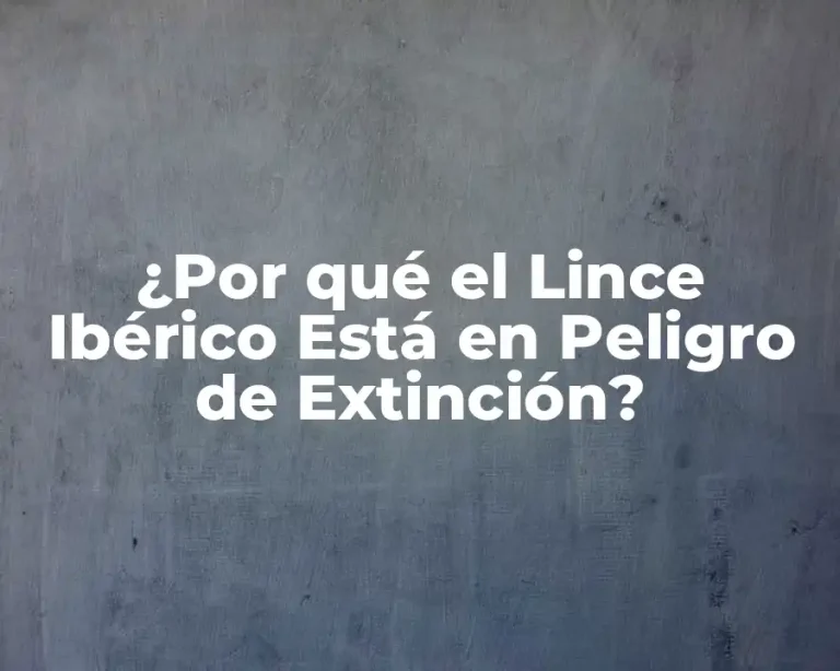 ¿Por qué el Lince Ibérico Está en Peligro de Extinción?