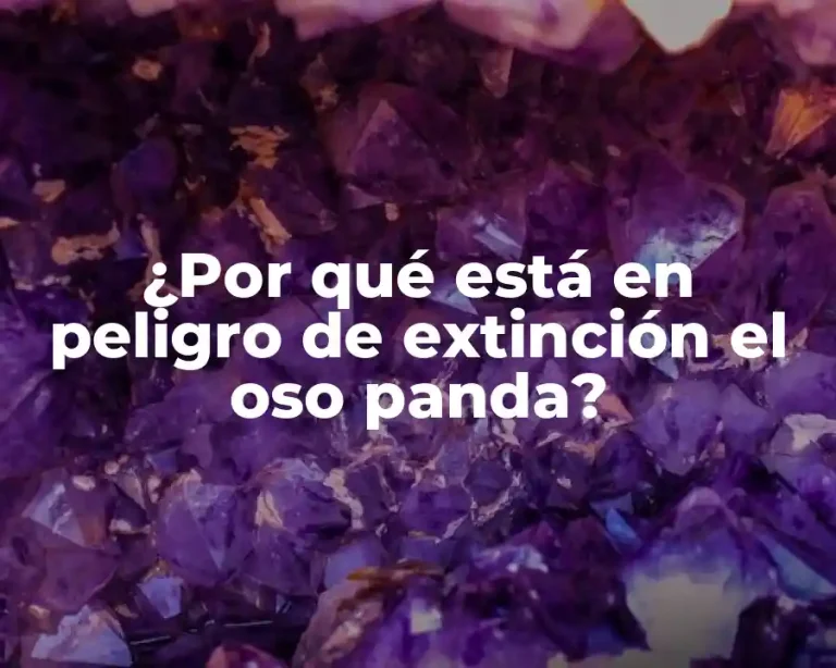 ¿Por qué está en peligro de extinción el oso panda?