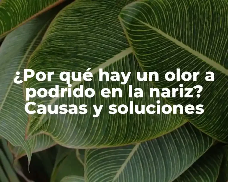 ¿Por qué hay un olor a podrido en la nariz? Causas y soluciones