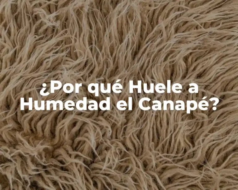 ¿Por qué Huele a Humedad el Canapé?