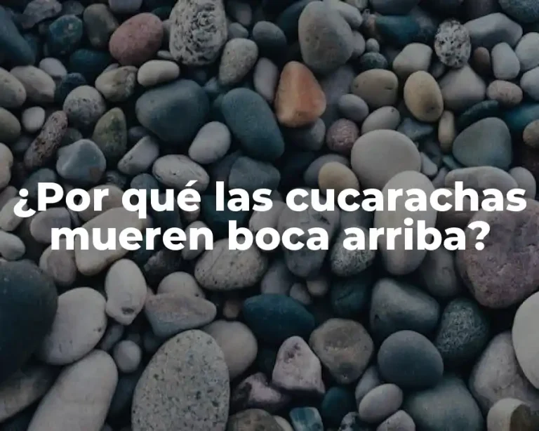 ¿Por qué las cucarachas mueren boca arriba?