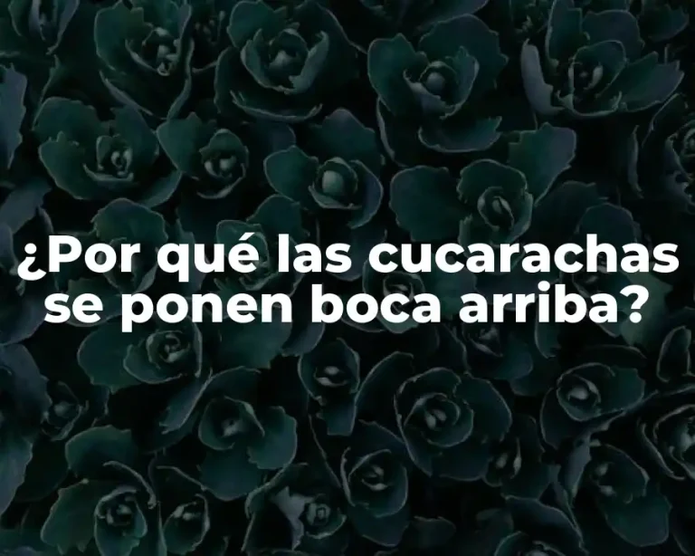 ¿Por qué las cucarachas se ponen boca arriba?