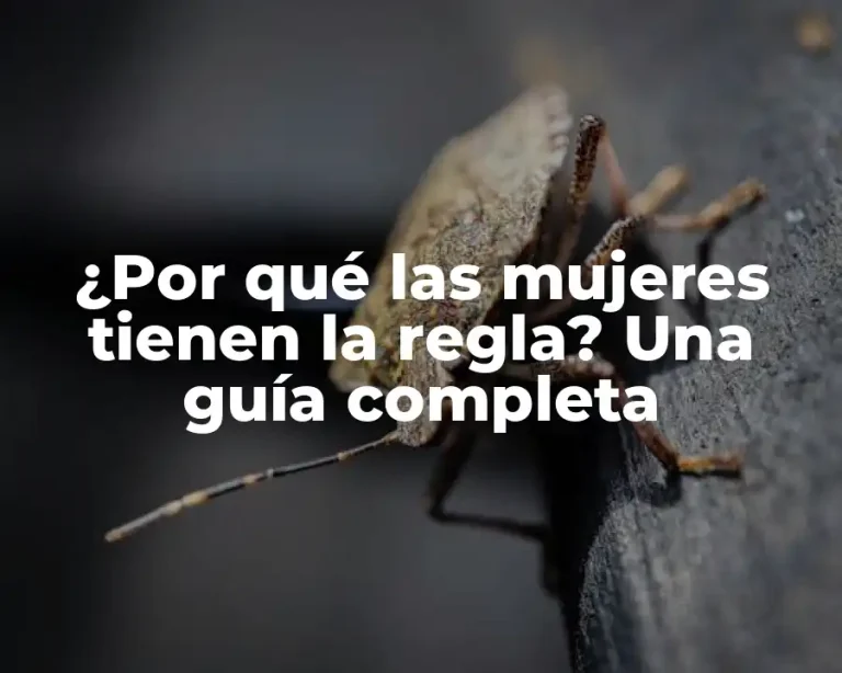 ¿Por qué las mujeres tienen la regla? Una guía completa
