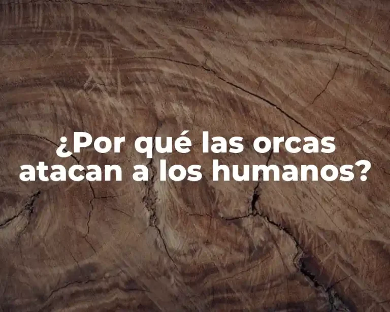 ¿Por qué las orcas atacan a los humanos?