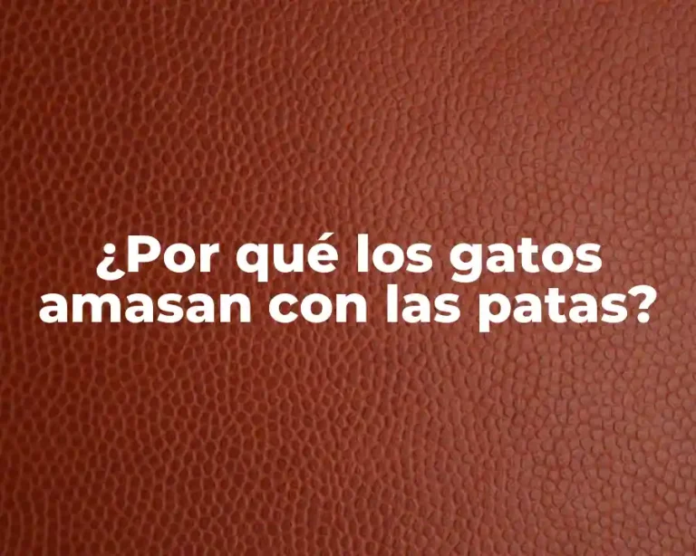 ¿Por qué los gatos amasan con las patas?