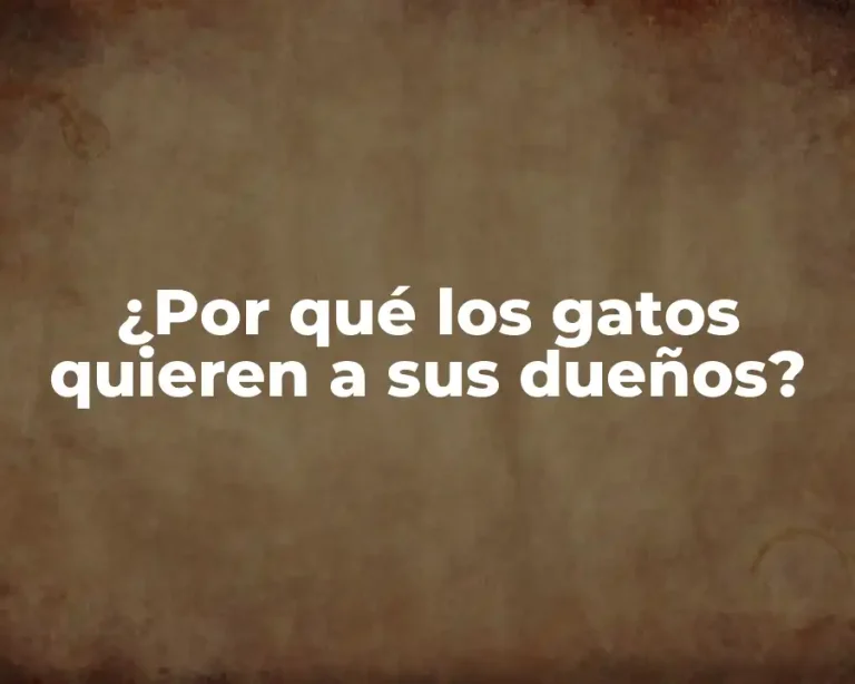 ¿Por qué los gatos quieren a sus dueños?