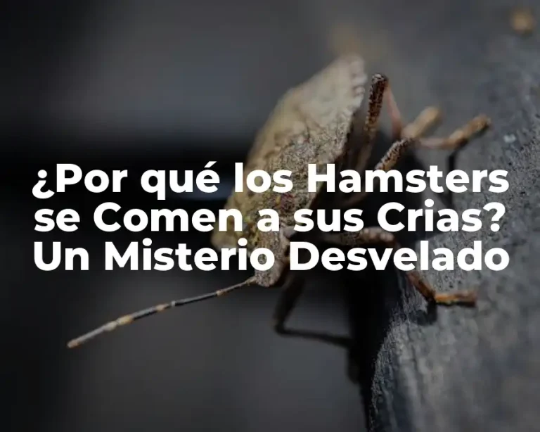 ¿Por qué los Hamsters se Comen a sus Crias? Un Misterio Desvelado
