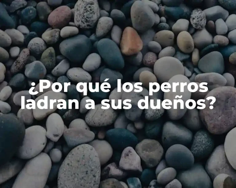 ¿Por qué los perros ladran a sus dueños?