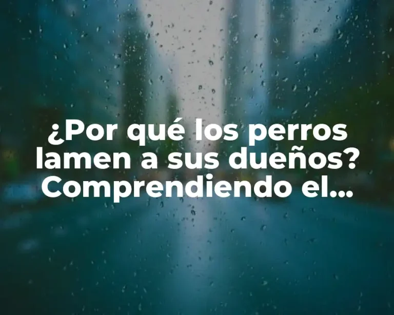 ¿Por qué los perros lamen a sus dueños? Comprendiendo el comportamiento canino