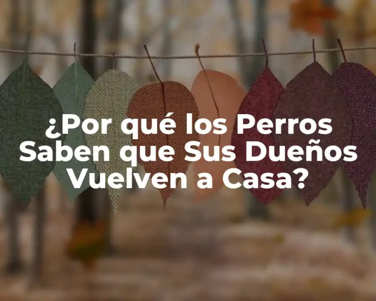 ¿Por qué los Perros Saben que Sus Dueños Vuelven a Casa?