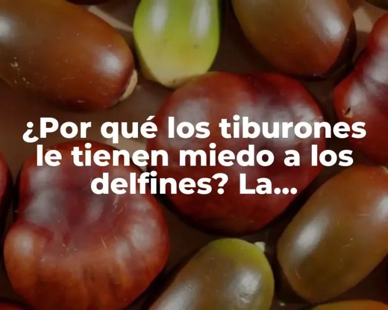 ¿Por qué los tiburones le tienen miedo a los delfines? La sorprendente verdad detrás de esta relación