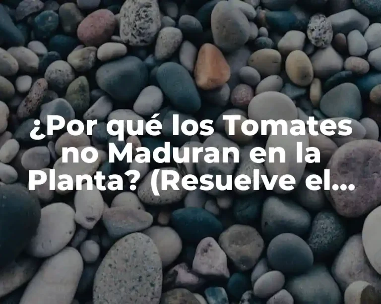 ¿Por qué los Tomates no Maduran en la Planta? (Resuelve el Misterio)