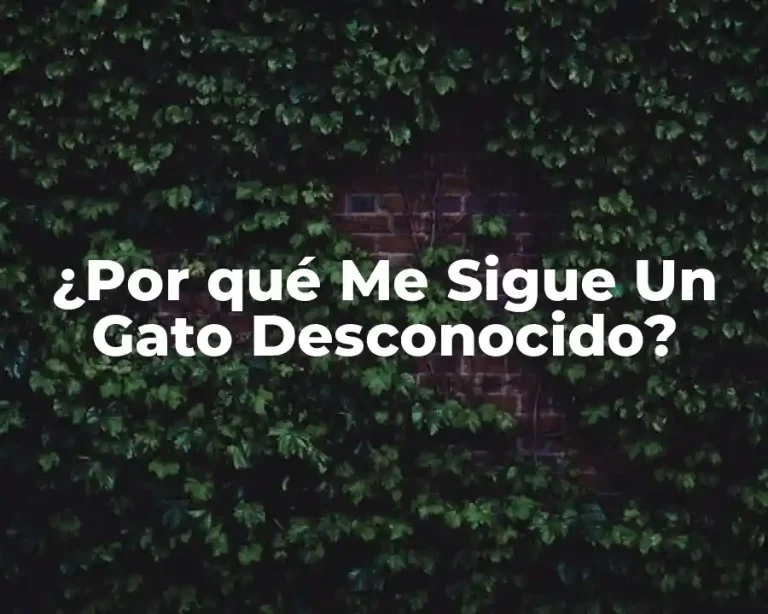 ¿Por qué Me Sigue Un Gato Desconocido?