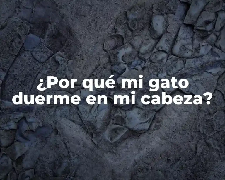¿Por qué mi gato duerme en mi cabeza?