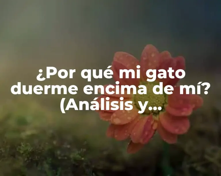 ¿Por qué mi gato duerme encima de mí? (Análisis y explicaciones)