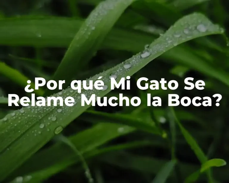 ¿Por qué Mi Gato Se Relame Mucho la Boca?
