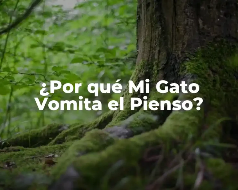 ¿Por qué Mi Gato Vomita el Pienso?