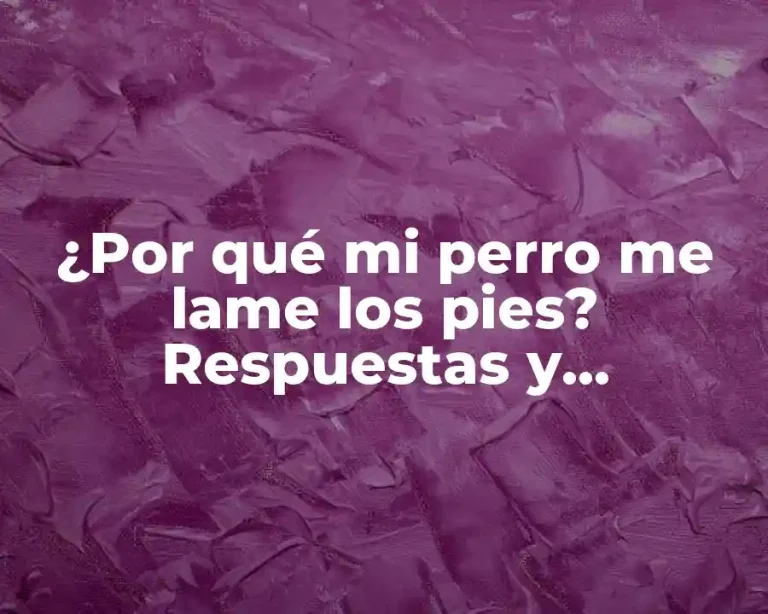 ¿Por qué mi perro me lame los pies? Respuestas y explicaciones