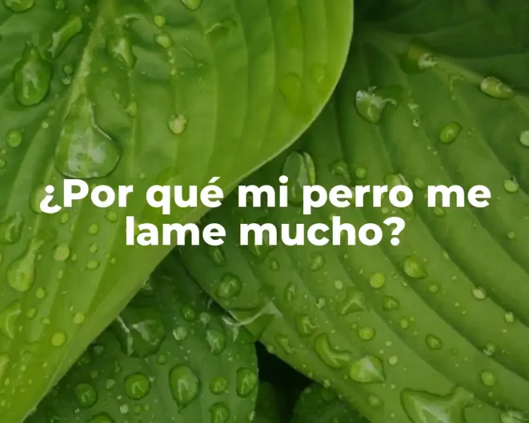 ¿Por qué mi perro me lame mucho?