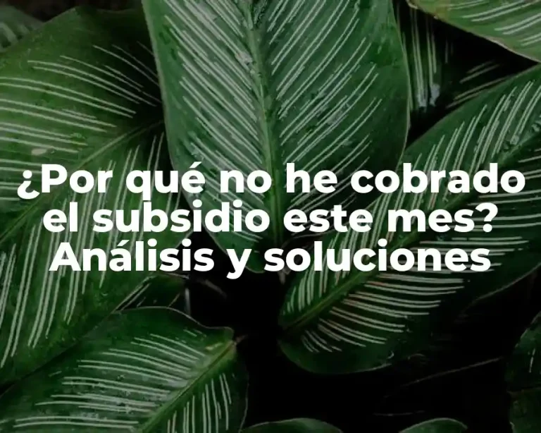 ¿Por qué no he cobrado el subsidio este mes? Análisis y soluciones