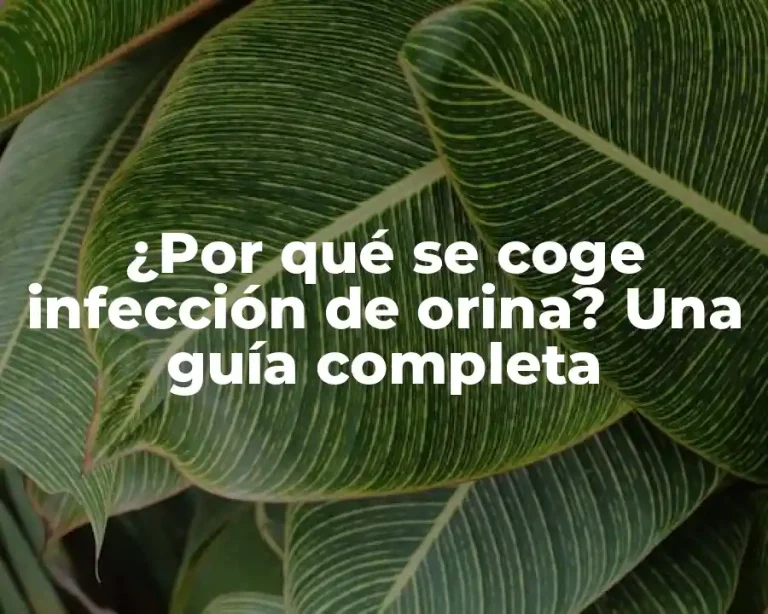 ¿Por qué se coge infección de orina? Una guía completa