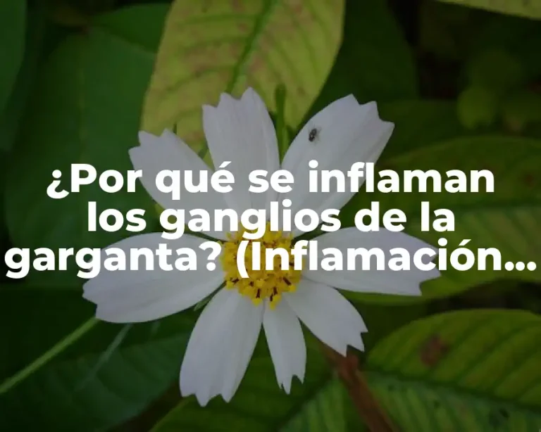 ¿Por qué se inflaman los ganglios de la garganta? (Inflamación de los ganglios linfáticos)