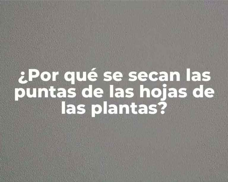 ¿Por qué se secan las puntas de las hojas de las plantas?