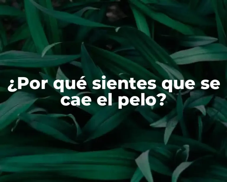 ¿Por qué sientes que se cae el pelo?