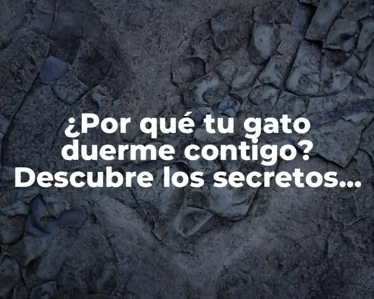 ¿Por qué tu gato duerme contigo? Descubre los secretos detrás de este comportamiento