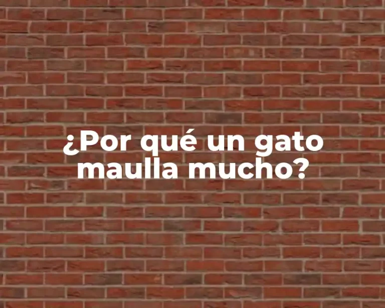 ¿Por qué un gato maulla mucho?