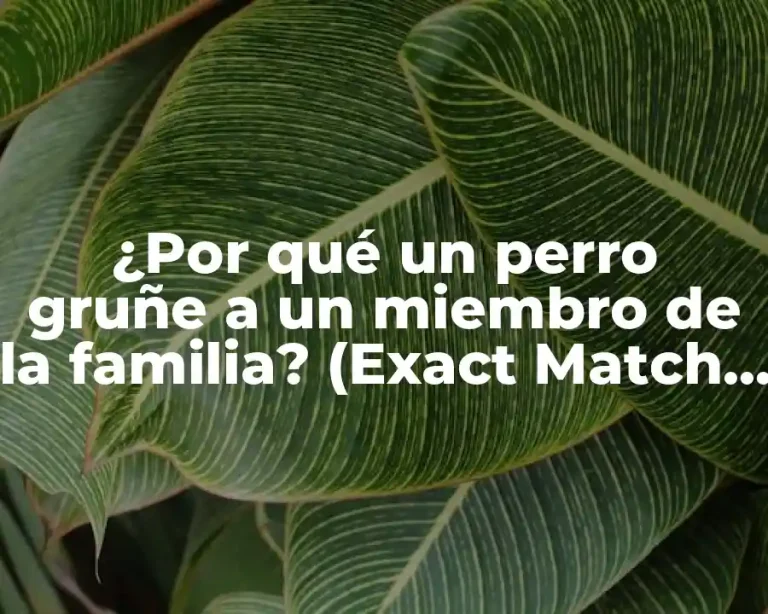 ¿Por qué un perro gruñe a un miembro de la familia? (Exact Match Keyword)