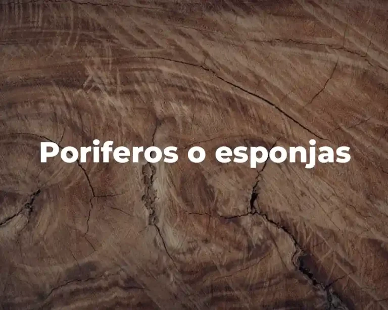 Poriferos o esponjas