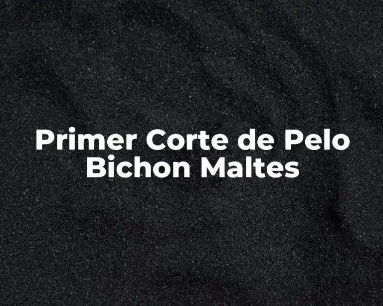 Primer Corte de Pelo Bichon Maltes