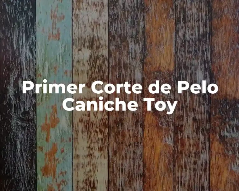 Primer Corte de Pelo Caniche Toy