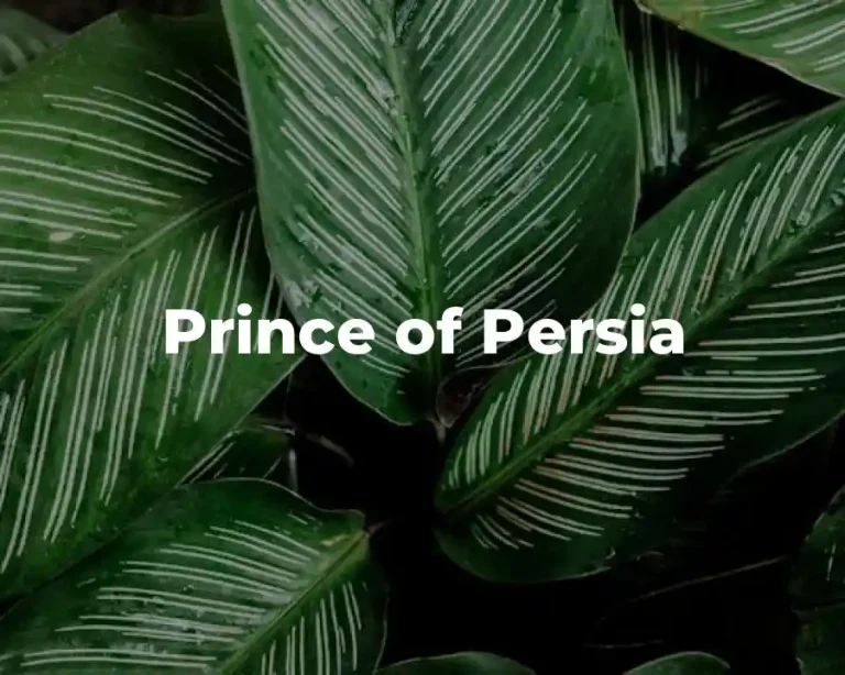 Prince of Persia