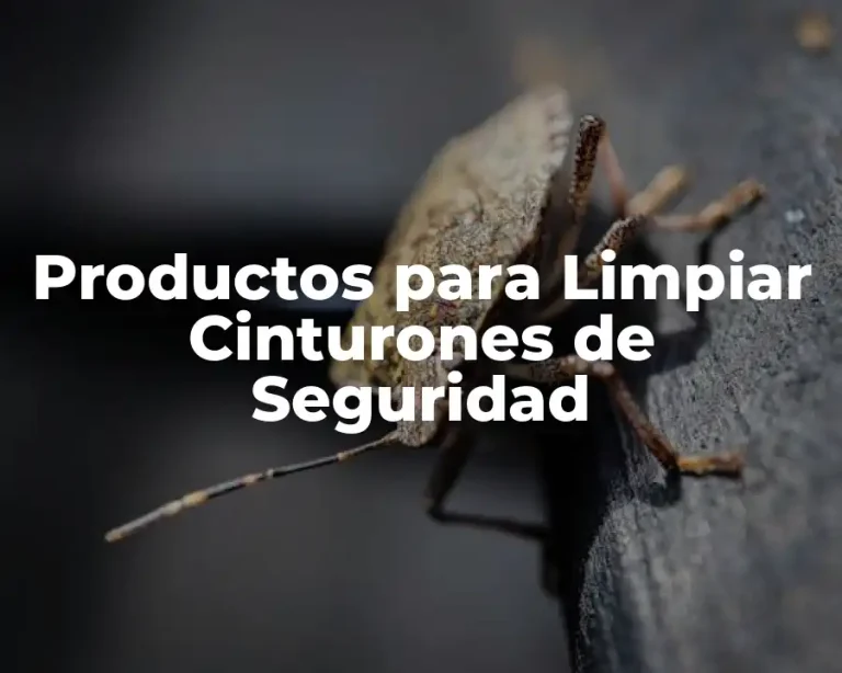 Productos para Limpiar Cinturones de Seguridad