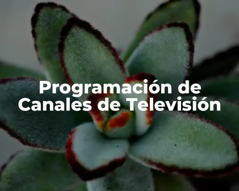 Programación de Canales de Televisión